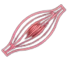 GPL-1-muscle